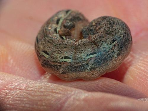 Noctua pronuba